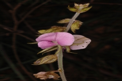 Tephrosia hirta